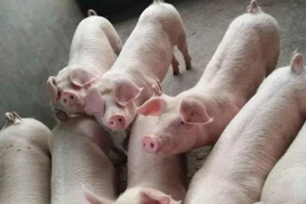 近日广州猪肉价格迎来了五连跌，目前的行情会持续多久？