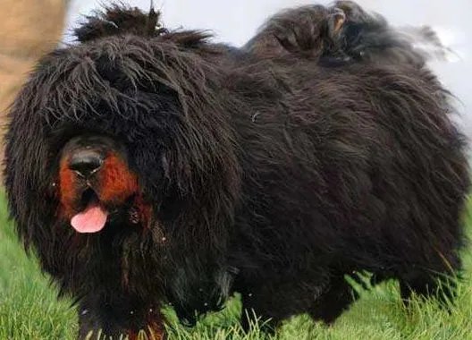 中国藏獒十大獒王排名 狮王中国最有名的藏獒