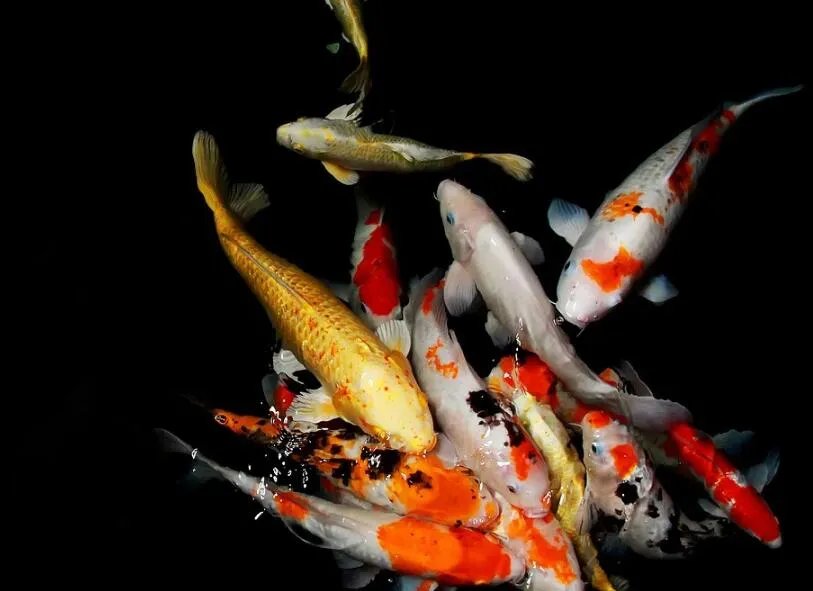 群鱼跳出水面什么征兆 群鱼跳跃出水面预示着什么