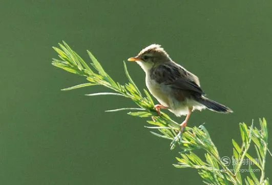 百灵鸟的饲养方法