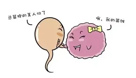 赠卵试管-姐妹之间捐卵在中国合法吗?