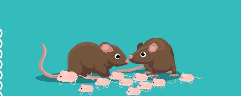 2024九紫离火运最好生肖 有步入巅峰的机会