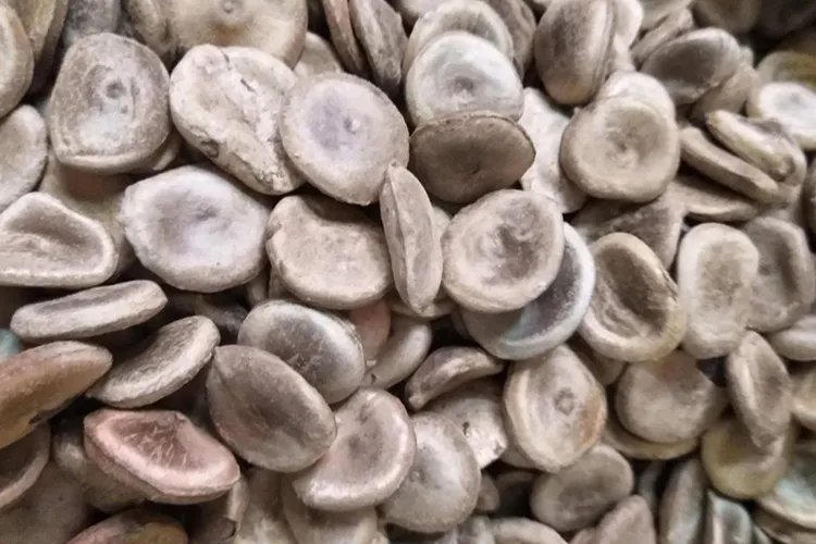 扭伤草药图片大全和名称