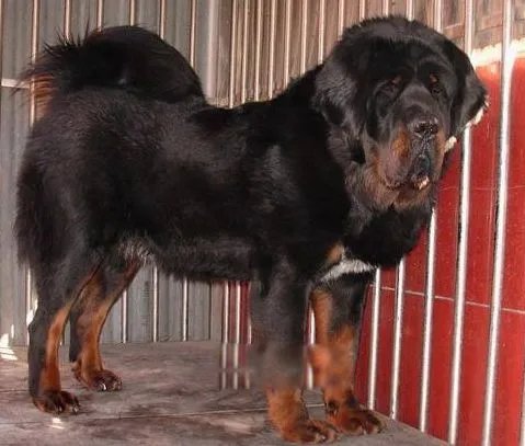 中国藏獒十大獒王排名 狮王中国最有名的藏獒