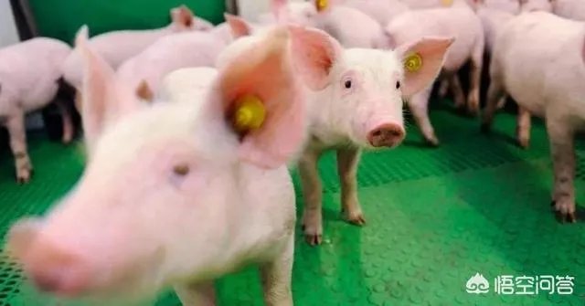 “人工智能养猪”的行为到底靠不靠谱?