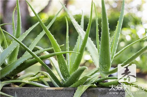 新房放什么植物除甲醛