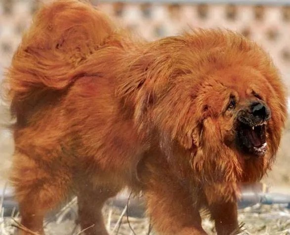 中国藏獒十大獒王排名 狮王中国最有名的藏獒