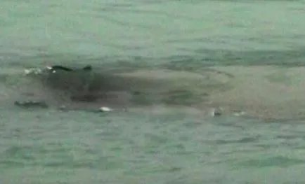 世界十大水怪排名都有哪些 最可怕的水怪真实图片