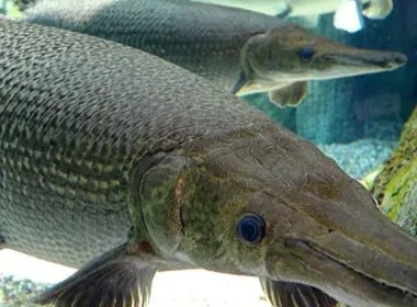 中国古动物馆鳄雀鳝咬伤游客，现场到底发生了什么呢？