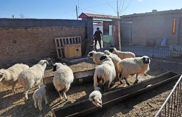 山东出现炭疽死亡病例！至少三地有人确诊，它是如何进行传播的？