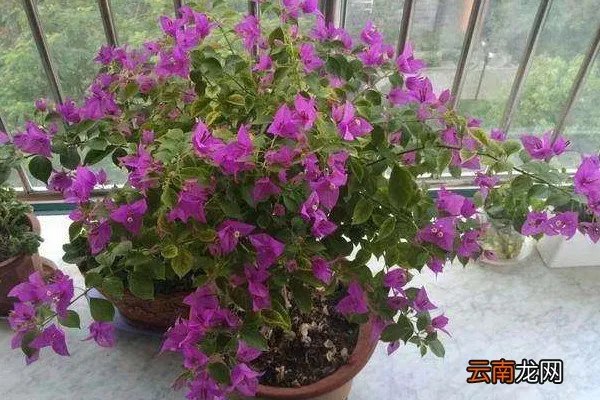 花怎么摘心，怎么给花摘心？