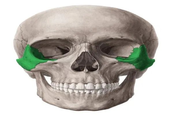 颧骨是在脸上的什么地方图片