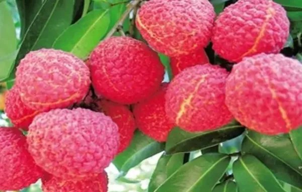 专家攻克无核荔枝种植难题，这将对农业带来怎样的帮助？