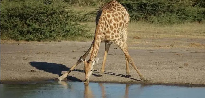 长颈鹿喝水时，通常会采用什么姿势