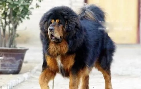 中国藏獒十大獒王排名 狮王中国最有名的藏獒