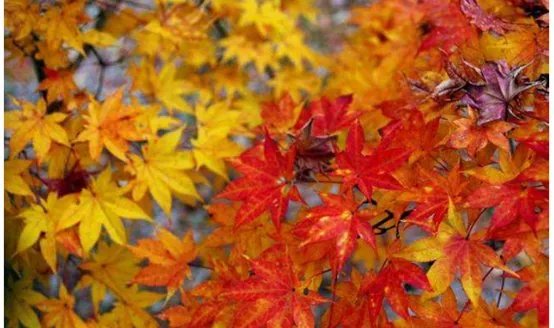 仿真枫树大概多少钱？