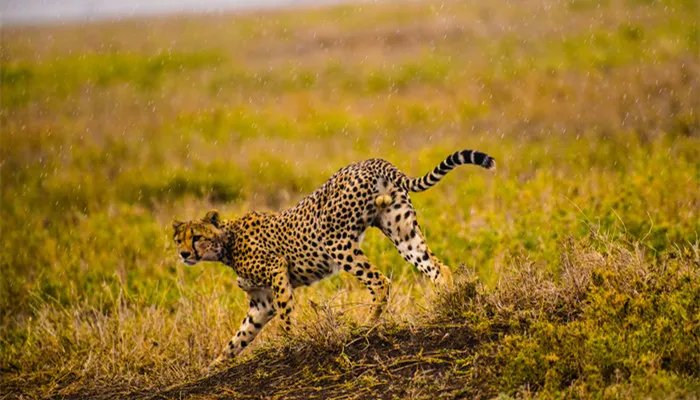 非洲大草原有哪些动物