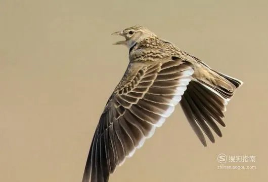百灵鸟的饲养方法
