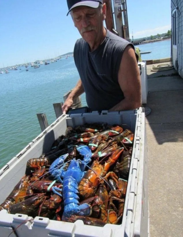 渔民捕获蓝色龙虾