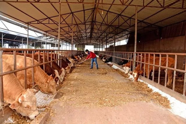 山东出现炭疽死亡病例！至少三地有人确诊，它是如何进行传播的？