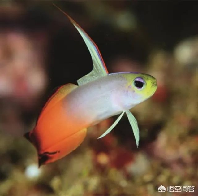 雷达鱼好养吗？