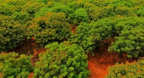 专家攻克无核荔枝种植难题，这将对农业带来怎样的帮助？