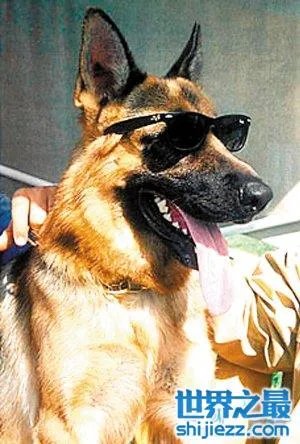 世界上最贵的藏獒，中国纯红藏獒高达5000万 