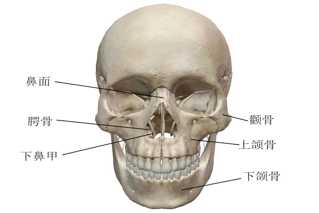 人体头部的部位名称图