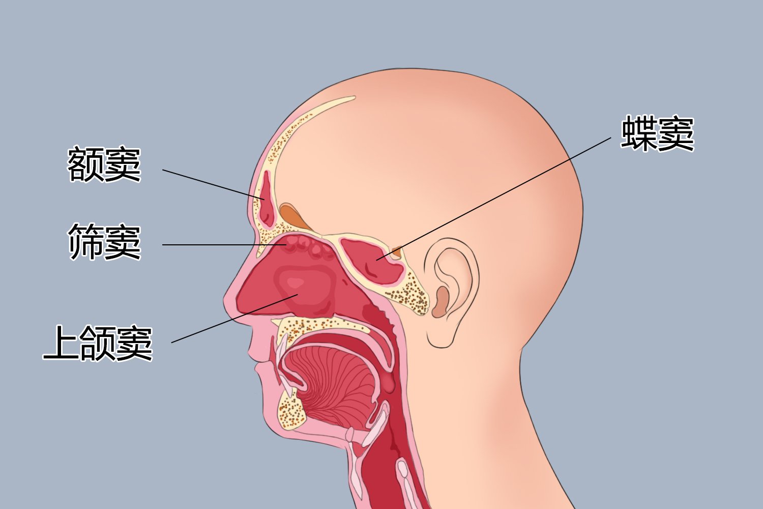 鼻子结构图并带名称图