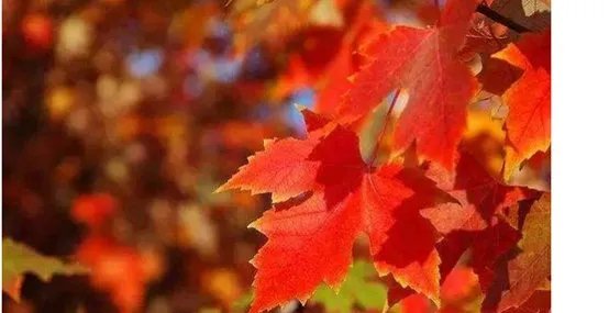 仿真枫树大概多少钱？