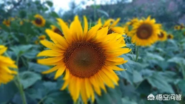 积极的生活态度