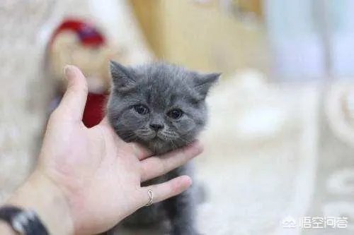 给每个员工发一只猫，等员工离职的话要把猫退还给公司，这样做可以起到稳定团队的作用吗？