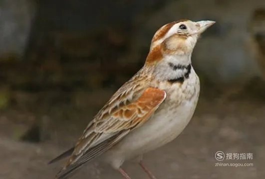 百灵鸟的饲养方法