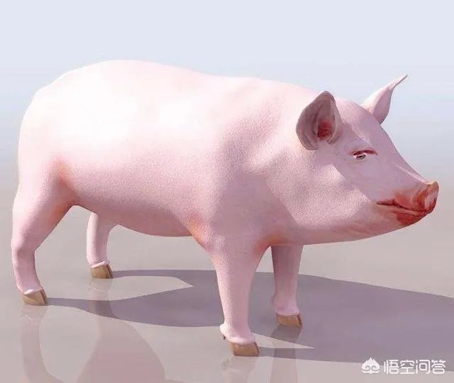 “人工智能养猪”的行为到底靠不靠谱?