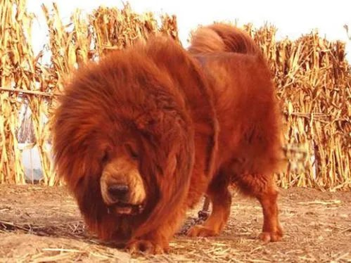 中国藏獒十大獒王排名 狮王中国最有名的藏獒
