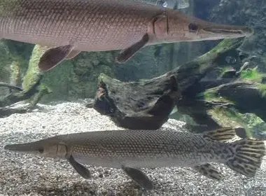 中国古动物馆鳄雀鳝咬伤游客，现场到底发生了什么呢？