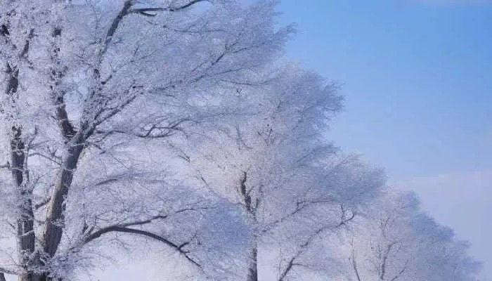 2024过年是几九冷不冷 2024过年在几九里面