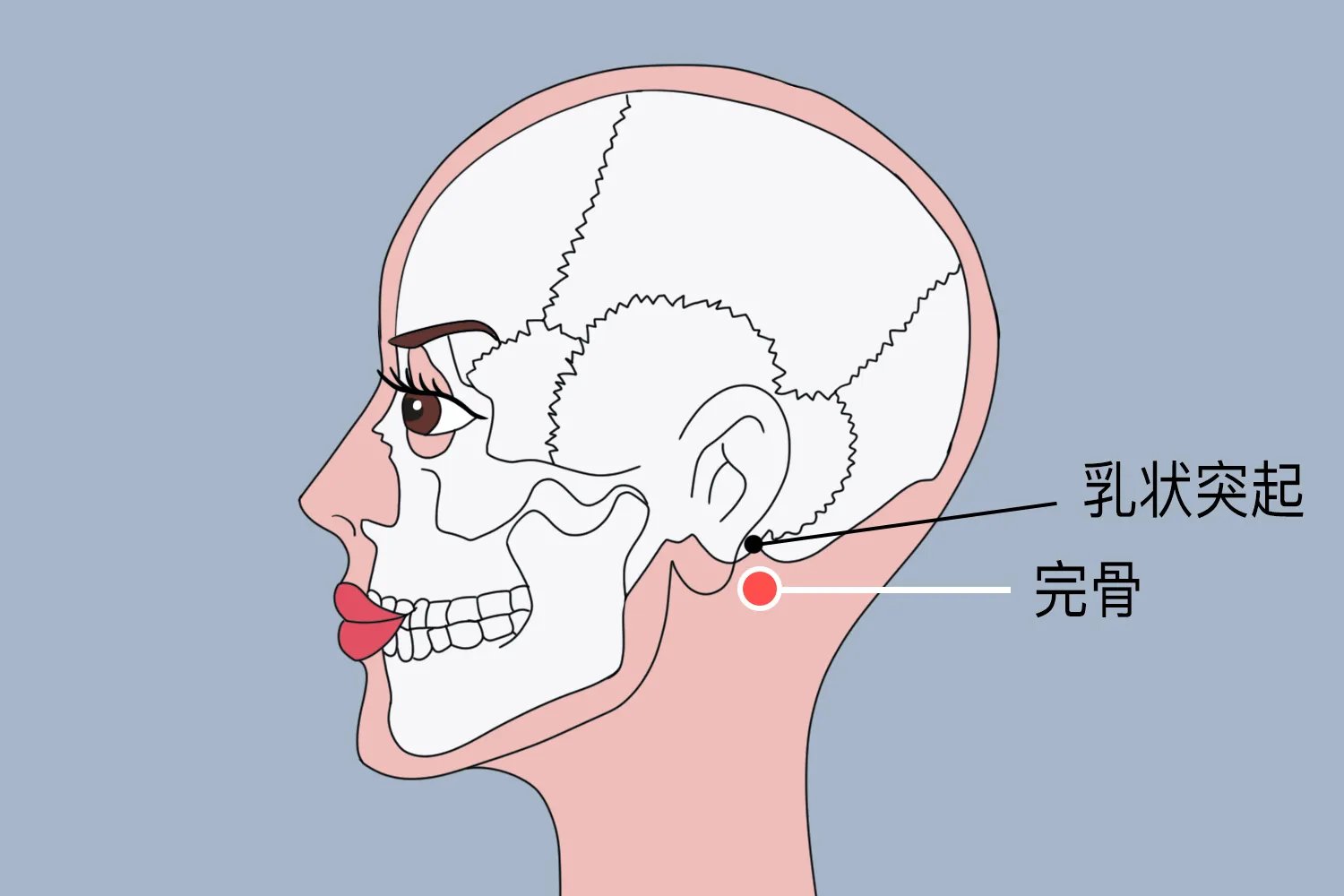 完骨的准确位置图片及功效