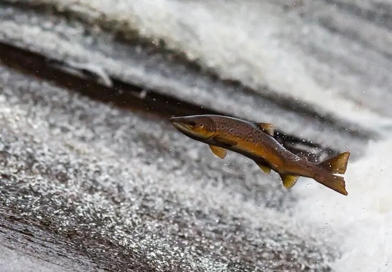 群鱼跳出水面什么征兆 群鱼跳跃出水面预示着什么