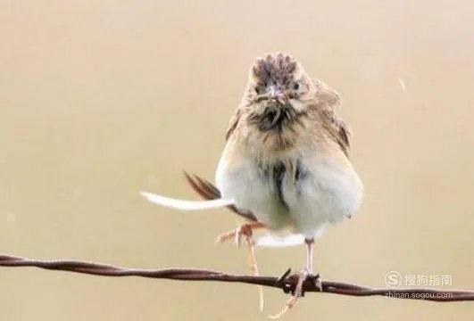 百灵鸟的饲养方法