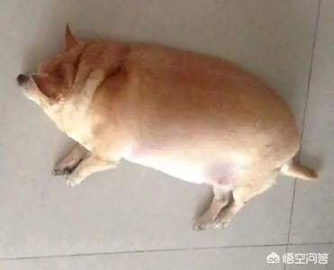 “人工智能养猪”的行为到底靠不靠谱?