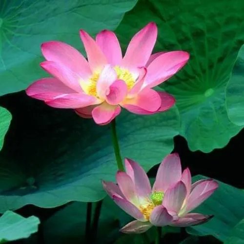 支付宝花呗红包可以用余额宝吗