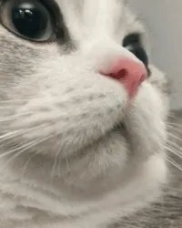 给每个员工发一只猫，等员工离职的话要把猫退还给公司，这样做可以起到稳定团队的作用吗？