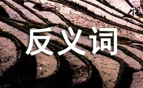 奇丽的反义词是什么