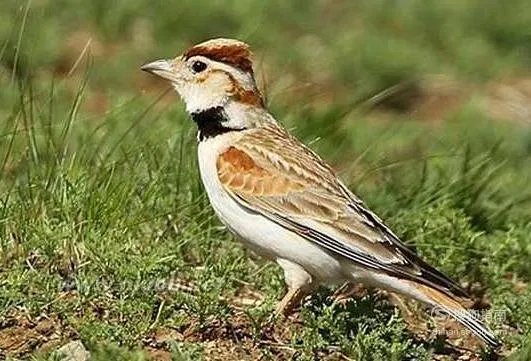 百灵鸟的饲养方法