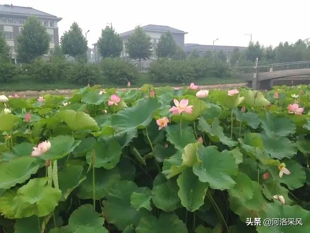 洛阳师范学院新校区怎样?