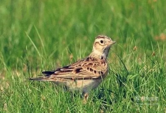 百灵鸟的饲养方法