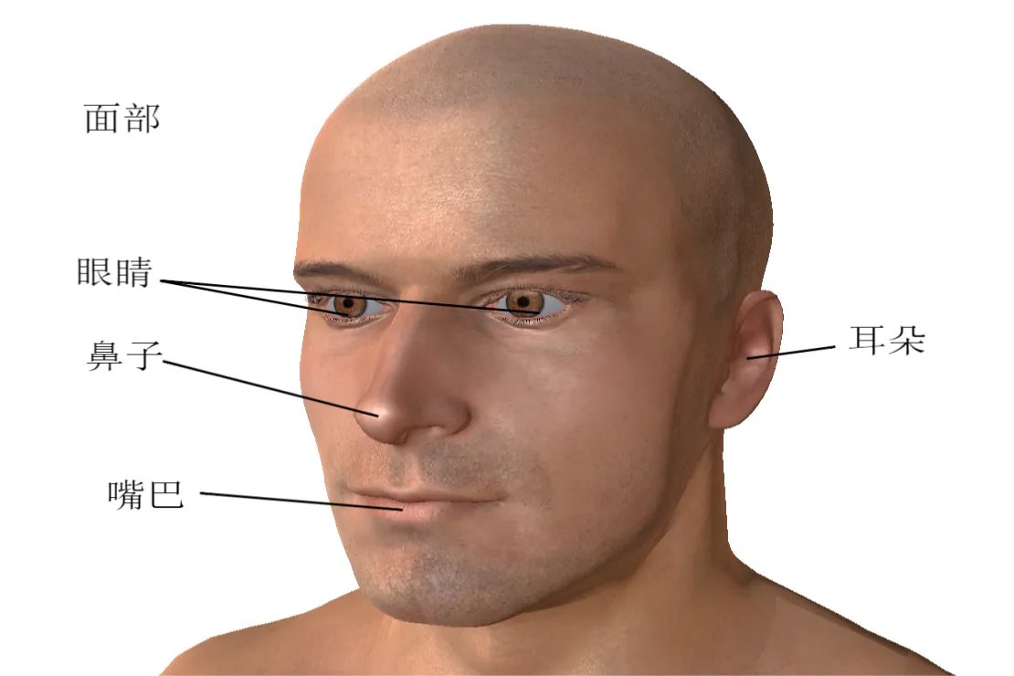 人体头部的部位名称图