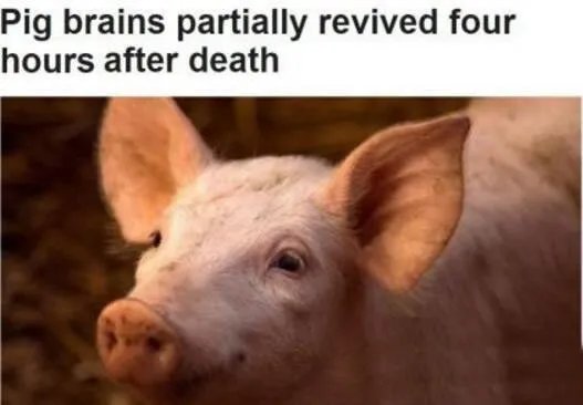 成功复活死亡猪脑是真的吗：怎么复活的始末详情