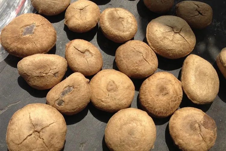 扭伤草药图片大全和名称